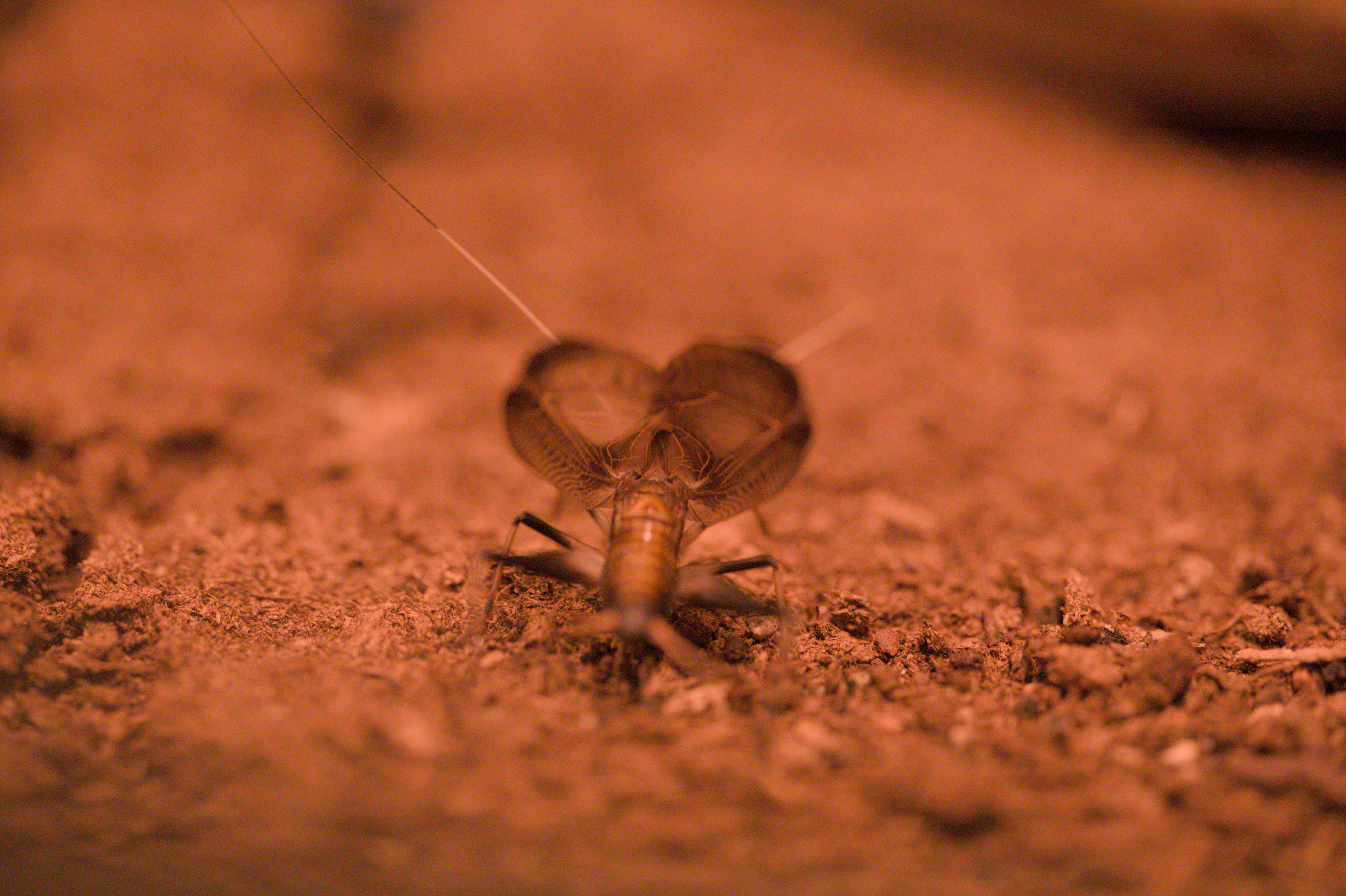 2025/10/12 - zoo/DSC_0245.jpg